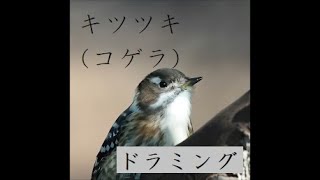 キツツキ(コゲラ)のドラミング♪Japanese Pygmy Wodpecker