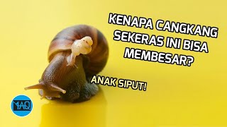 Kenapa Cangkang Siput yang Keras Bisa Membesar dan Bertumbuh?