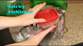 My Rats Try Spanish Rice \u0026 Enchiladas!