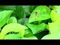 短刺花虻 空中盤旋 common hover fly hovering 24 10 06