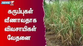 நடவு செய்யப்பட்ட கரும்பில் புதிய வகை நோய் தாக்குதல்