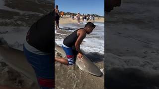 the ocean shark in the beach #fishing #youtubeshorts #shark