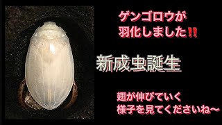 ［我が家の昆虫日記］ゲンゴロウが羽化したよ‼️蛹〜成虫に