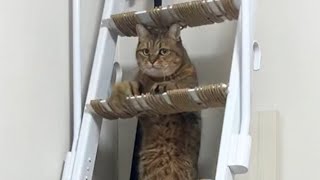 パパに会えて嬉しい猫のモジモジ奇行をご覧ください…