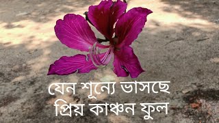 কাঞ্চন ফুল/Kanchan flower/ Bauhinia purpurea caesalpiniaceae in Bangladesh #poppy's_vlogs