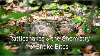 Ed-Venture: Rattlesnakes