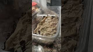 growing creeping thyme the EASY way