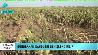 Cəlilabadda günəbaxan sahələri genişləndirilir