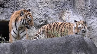 同時に屋外に出てくると最初は戸惑うソーンくんとローラちゃん　【浜松市動物園】Amur tiger Son-kun Lora-chan Hamamatsu Zoo