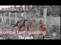 KombaiStars-113|Farm Dynamics|Kombai farm guarding|Subscribers Q&A