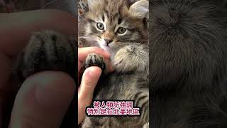 果兒的動物世界:波斯貓篇#Shorts