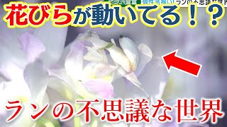 【花びらにそっくりな虫も】個性派揃いのランの世界｜栽培温室にも潜入