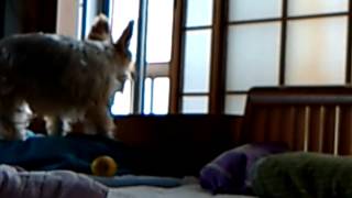 よくばりじゃない犬(よくばりな犬　イソップ童話より)