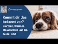 Giardien, Würmer, Malassezien und Co. beim Hund - Der große Fehler in der Tiermedizin?!