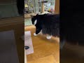 「おはよう」のご挨拶をするマルちゃん　 ねこ　 猫　 cat