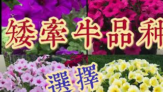 矮牵牛品种选择How to Pick Your Favorite Variety of Petunias