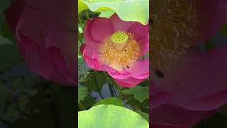 A Pink Lotus Flower (ピンクの蓮の花)       水郷佐原あやめパーク2023年6月21日