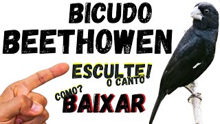 Canto do Bicudo Beethoven #2