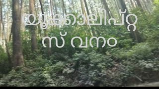 Eucalyptus trees travaling||യൂക്കാലിപ്റ്റസ് വനത്തിലൂടെ യാത്ര