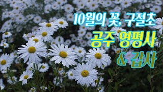 [충남 공주] 10월의 꽃 구절초 핀 영평사와 갑사