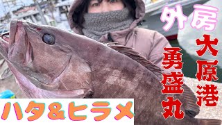【泳がせ釣り】嫁爆釣!?マハタに取り憑かれた夫婦が行く。真冬の外房大原 狙え!!真冬の高級魚【マハタ】【ヒラメ】