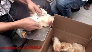 How to caponize a cockerel (caponizing roosters in China)