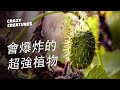 八種讓你炸開想象力的爆炸植物 | 瘋狂生物