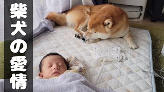 0歳赤ちゃんを、ちゃんと家族として接してくれる柴犬と豆柴