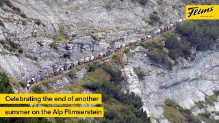 Alpabzug - an old swiss tradition | Part 3 | Alp Flimserstein Documentary