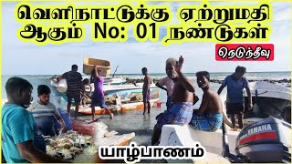 வெளிநாட்டுக்கு ஏற்றுமதியாகும் NO:01 நண்டுகள் பிடித்து அசத்தும் மீனவர்கள் | நெடுந்தீவு | Delft