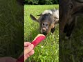 りんご大好き🍎　トカラヤギ　モカ　 チョコとモカの成長日記 animal goat ヤギ トカラヤギ cute 咀嚼音