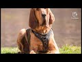 இரத்த ஹவுண்ட் நாய் பற்றிய அற்புதமான உண்மைகள் tamil amazing facts about blood hound dog in tamil