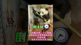 20年后 一声 丫头 （丫丫 熊猫）