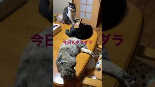 やる気ない猫達🐈🐈‍⬛🐈#shorts