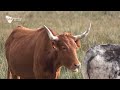 ganaderíasdelebro ganadería el ruiseñor de frescano zaragoza