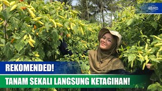 REVIEW CABAI MAROS | BUAH LEBAT, KERAS, TEBAL, BERBOBOT! DIJAMIN PUAS