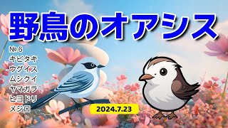 №6　野鳥のオアシス　混浴　2024 7 23