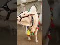 Karachi Cow Mandi Video | White Bull Video | Cattle Faram Videos 2022 |Mandi latest Video #FQ #Short