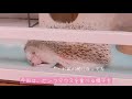 大好物のピンクマウスをたべるハリネズミ ＊ あげるときの注意点も◎