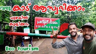 നടന്ന് കാട് ആസ്വദിക്കാം illithoddu mahagani thottam | സിനിമാക്കാരുടെ ഇഷ്ട ലൊക്കേഷൻ | sapiensmedia