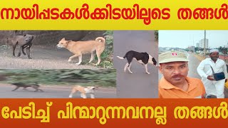 | dream journey to makkah madeena | sayid abdussamad |🐕🐕കുരയ്ക്കും പട്ടി കടിക്കില്ല |