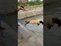 why are they throwing sheep in the water facts trendingshorts