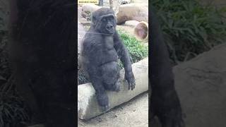 【小さなゴリラ】こんにちは💕キンちゃん Hi Kintaro 2023.06.01 #ゴリラ #gorilla #京都市動物園