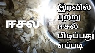 இரவு நேரத்தில் புற்று ஈசல் பிடிப்பது எப்படி | Eesal Catching | How To Catch Winged Termites