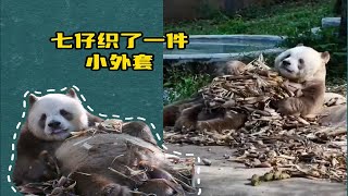 大熊猫七仔：天气冷了，我织了一件小外套