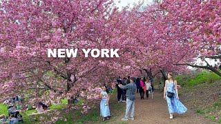 New York City 2024 Spring Walk Central Park Bridle Path Cherry Blossoms 4K NYC Walk