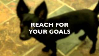 Dog Teaches How To Reach For Your Goals