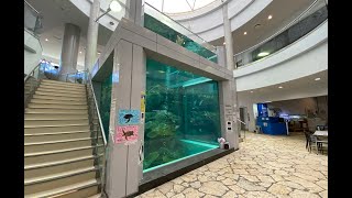 奄美海洋展示館を歩いてみた！【水族館の全貌がわかる】