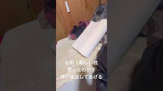 新しい枕？ちょっとこっちに来てみろ！#猫のいる暮らし #保護猫 #ねこ #cat #猫