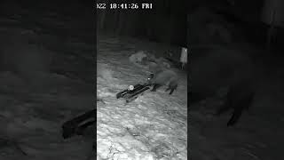 Kad mežaruksim savajadzējās paleti/Funny Wild Boar Stealing